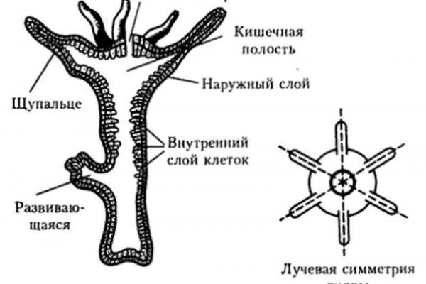 Кракен прямая ссылка