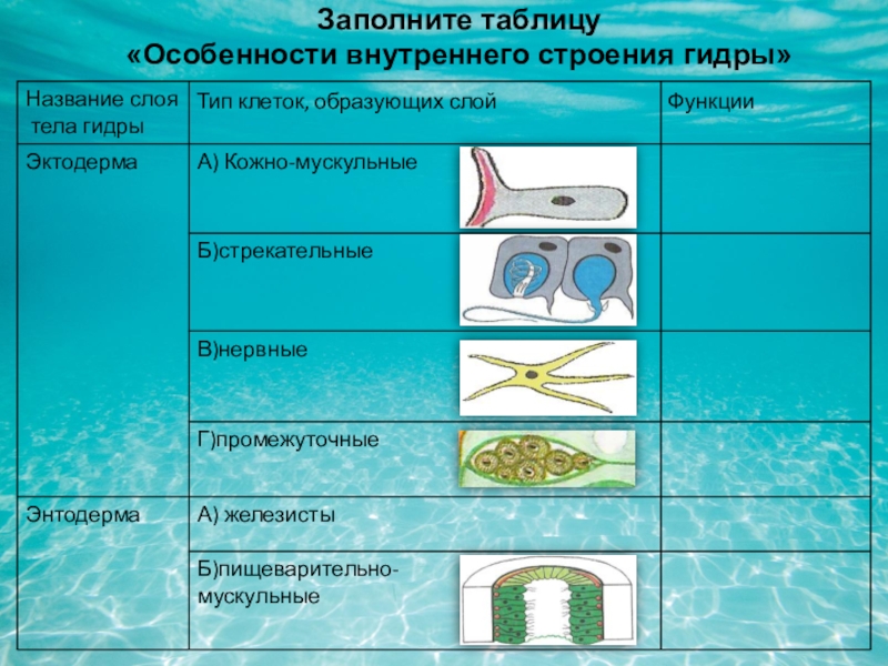 Кракен тор маркет пв